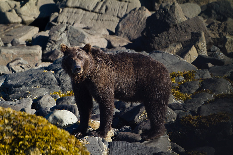 Grizzly Bear On Rocky Shore